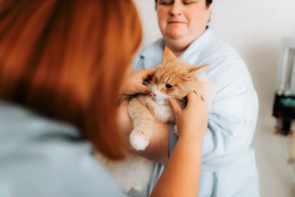 Tím veterinárnej praxe Ejmi Bojnice robí preventívnu prehliadku pre gravidnú mačku.